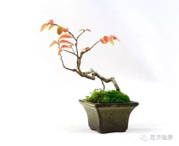 盆景学堂 | 用榆树根培育速