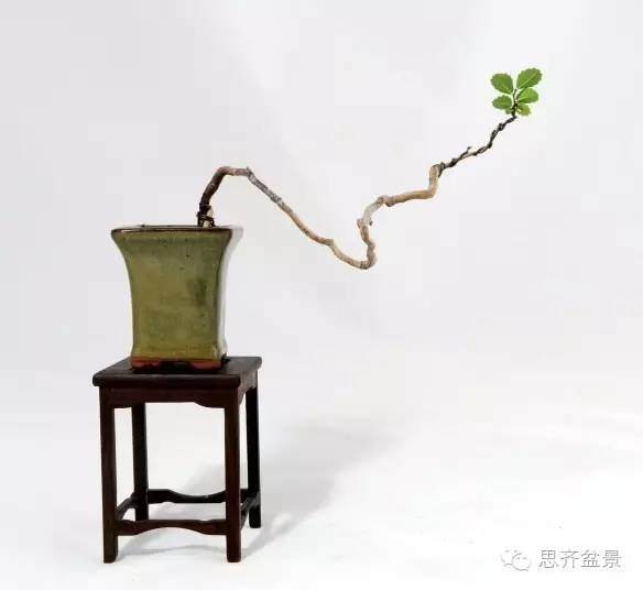 图解 怎么用榆树根培育速成盆景