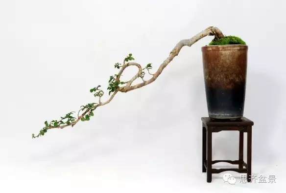 图解 怎么用榆树根培育速成盆景