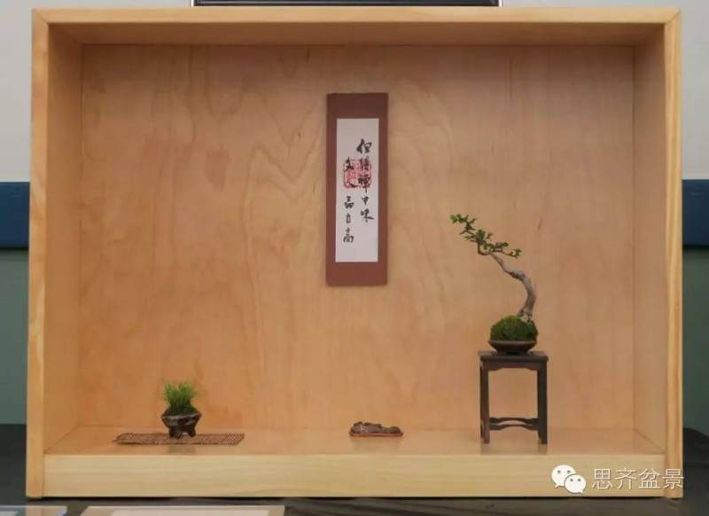 图解 怎么用榆树根培育速成盆景