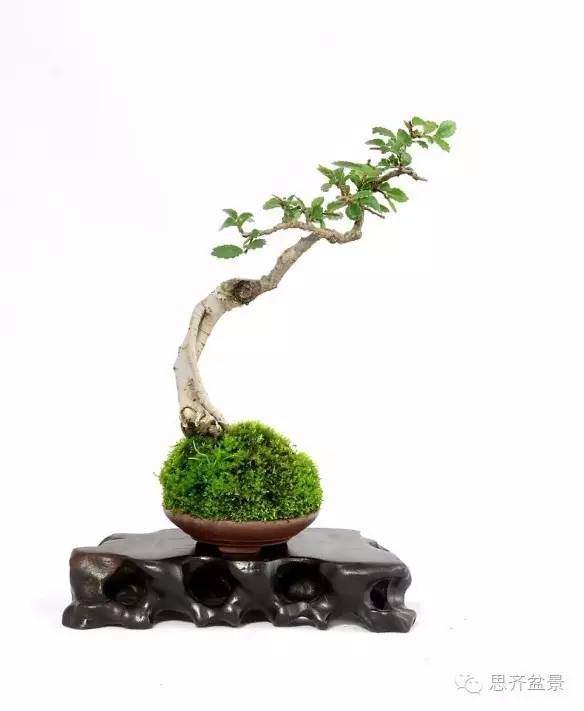 图解 怎么用榆树根培育速成盆景