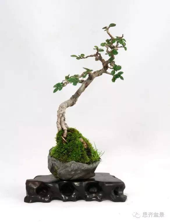 图解 怎么用榆树根培育速成盆景