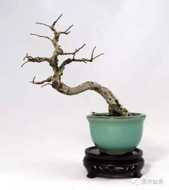 图解 怎么用榆树根培育速成盆景