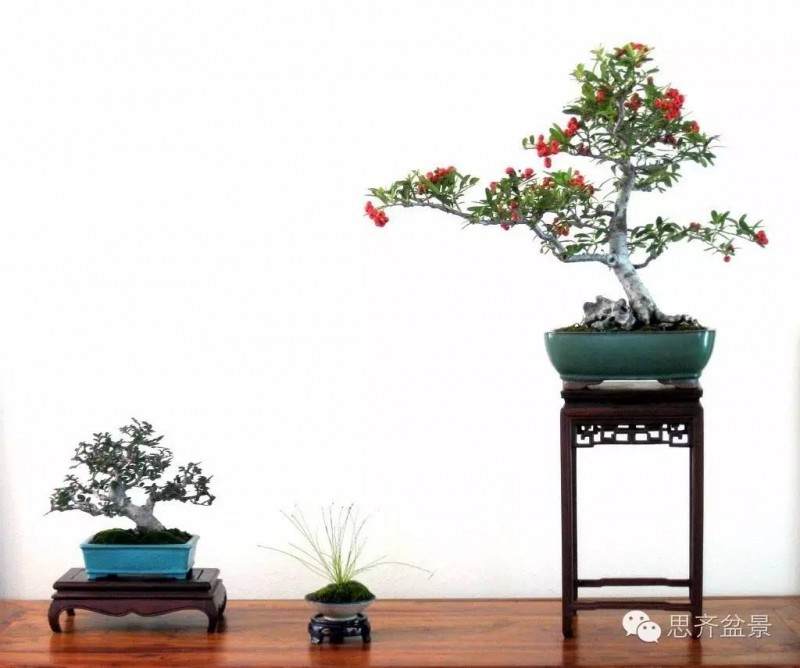 成长日记 | 高空压条-普通榆树盆景变身两颗精美小品