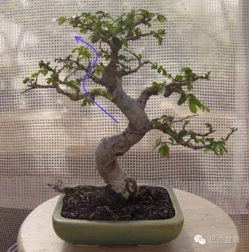 图解 怎么高空压条榆树盆景的方法