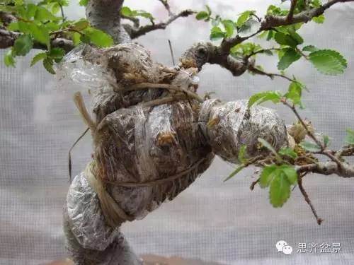 图解 怎么高空压条榆树盆景的方法