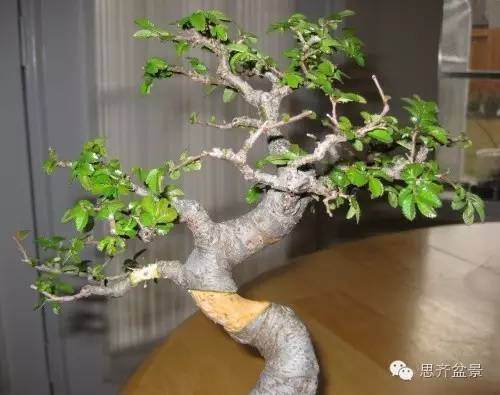 图解 怎么高空压条榆树盆景的方法