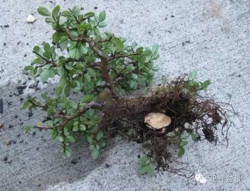 图解 怎么高空压条榆树盆景的方法