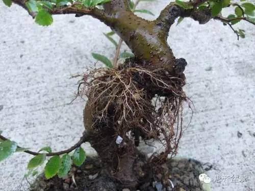 图解 怎么高空压条榆树盆景的方法