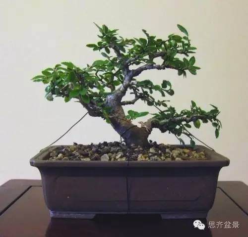 图解 怎么高空压条榆树盆景的方法