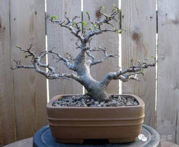 图解 怎么高空压条榆树盆景的方法