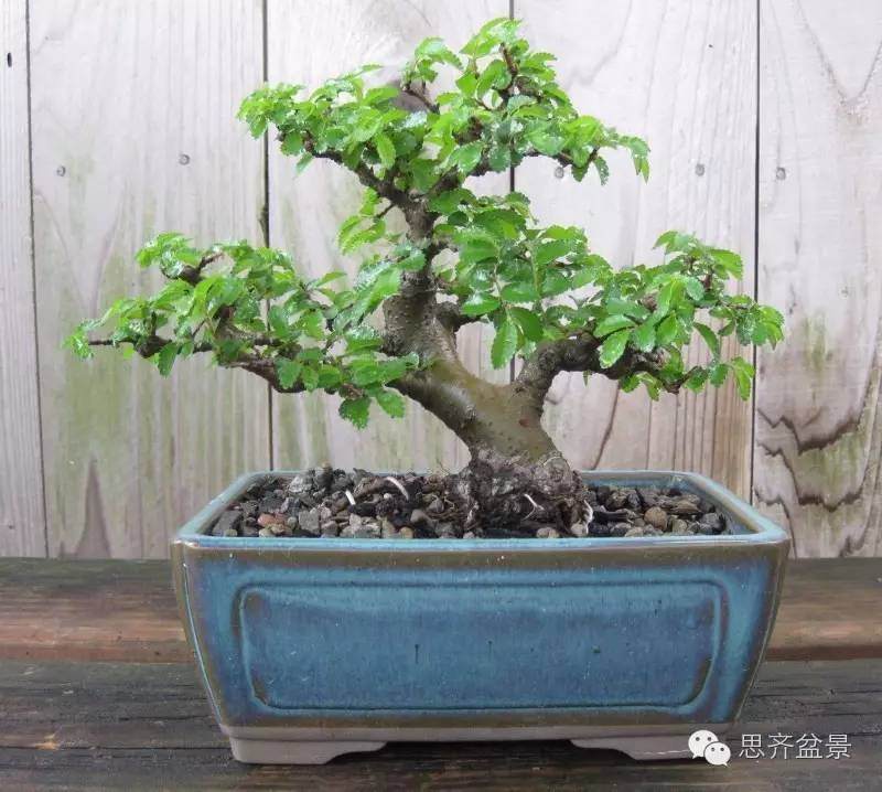 图解 怎么高空压条榆树盆景的方法