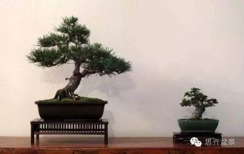 图解 怎么高空压条榆树盆景的方法