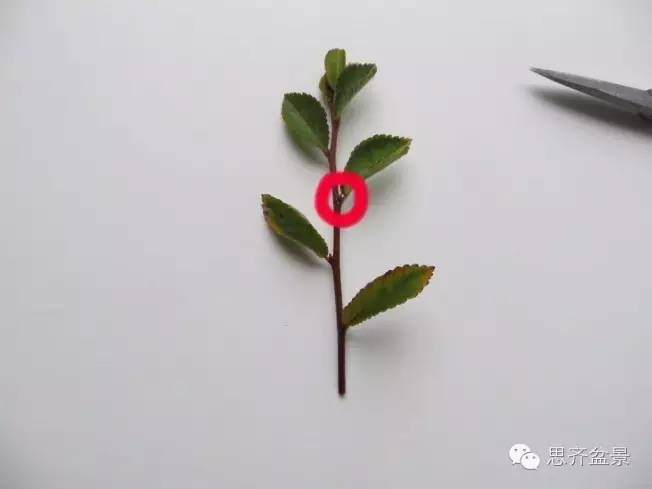 盆景学堂 | 手把手教你如何修剪盆景！