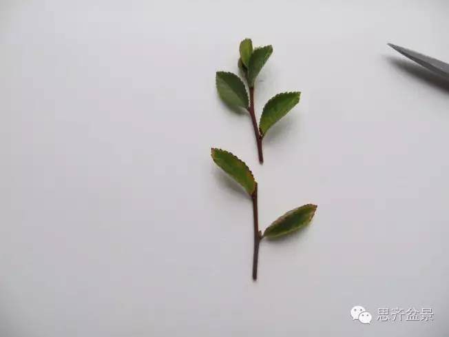 图解 手把手教你如何修剪盆景