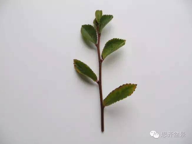 图解 手把手教你如何修剪盆景