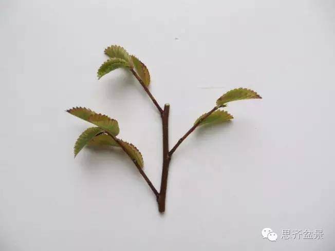 图解 手把手教你如何修剪盆景