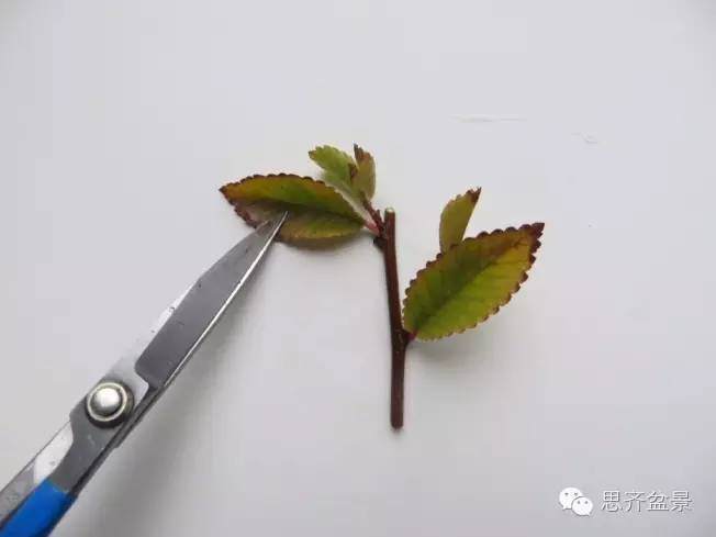 图解 手把手教你如何修剪盆景