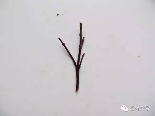 图解 手把手教你如何修剪盆景