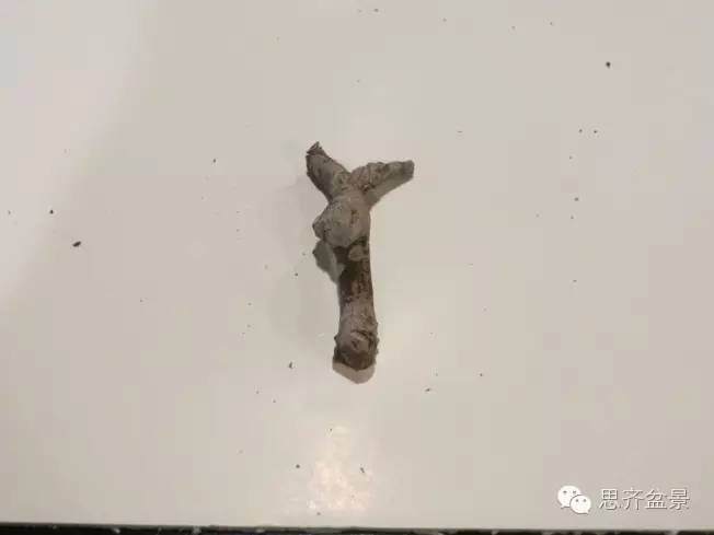 图解 手把手教你如何修剪盆景