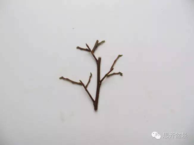 图解 手把手教你如何修剪盆景