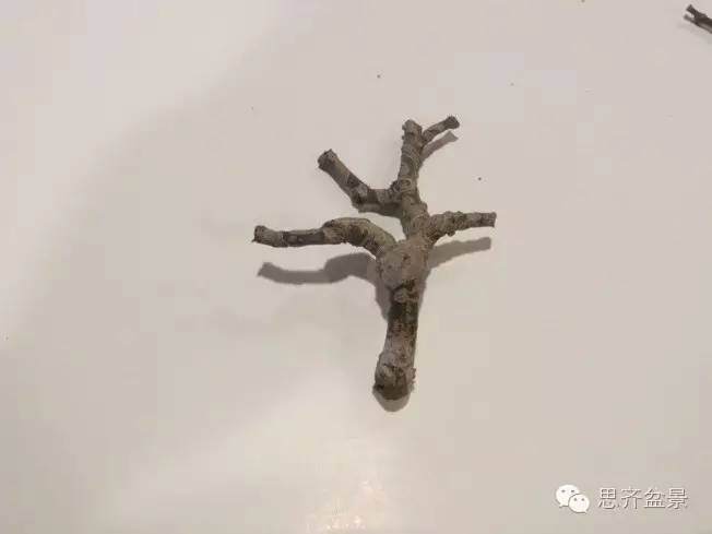 图解 手把手教你如何修剪盆景