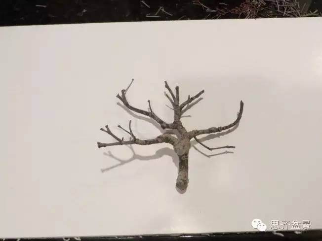 图解 手把手教你如何修剪盆景