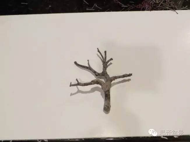 图解 手把手教你如何修剪盆景