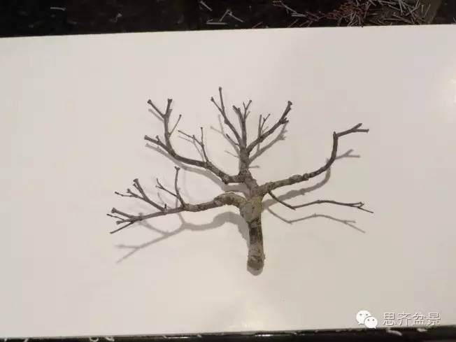 图解 手把手教你如何修剪盆景