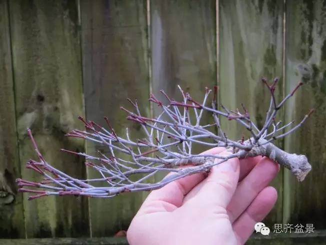 图解 手把手教你如何修剪盆景