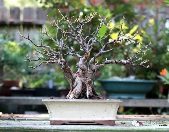 用扦插苗培育出精美的榕树盆景