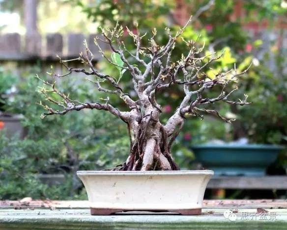 图解 怎么用扦插苗培育出矮霸榕树盆景