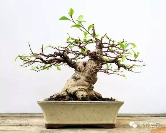 图解 怎么用扦插苗培育出矮霸榕树盆景