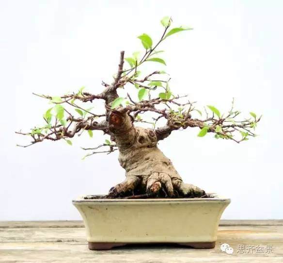 图解 怎么用扦插苗培育出矮霸榕树盆景