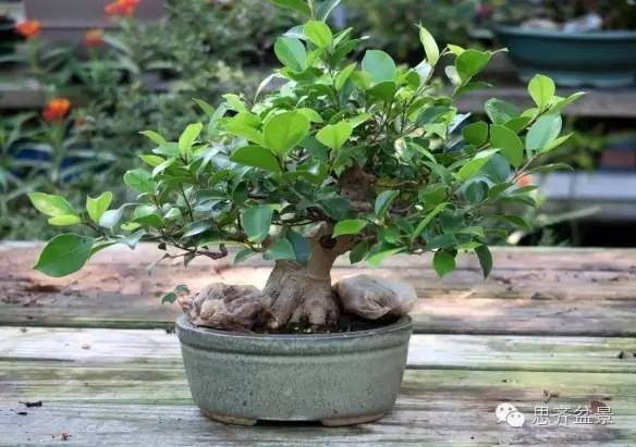 图解 怎么用扦插苗培育出矮霸榕树盆景