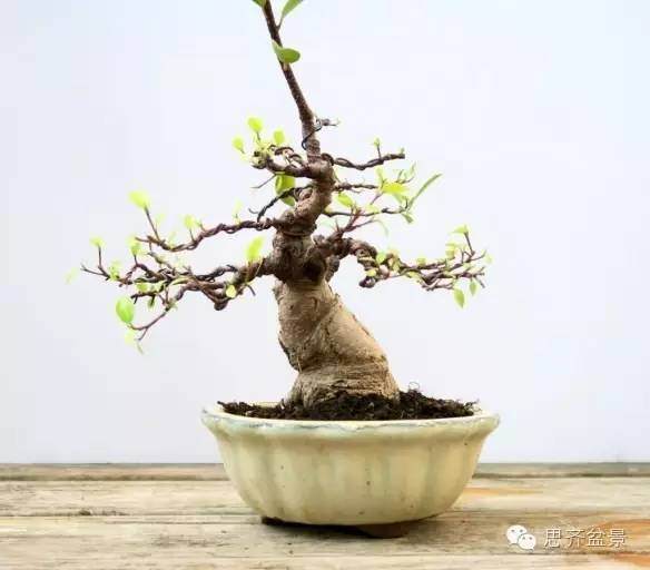 图解 怎么用扦插苗培育出矮霸榕树盆景