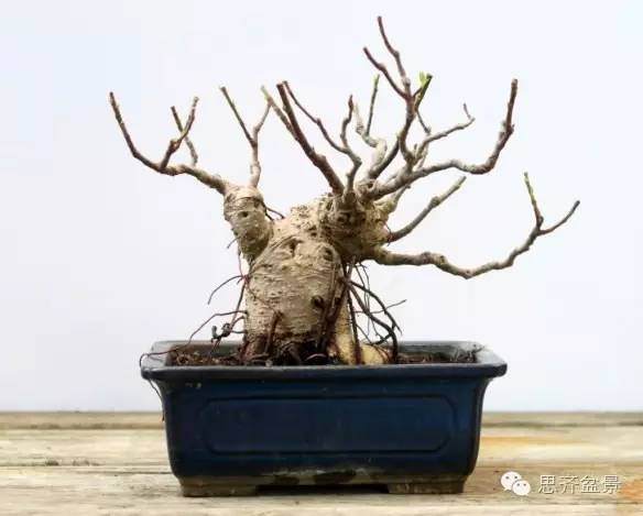 图解 怎么用扦插苗培育出矮霸榕树盆景