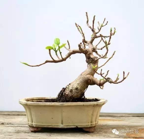 图解 怎么用扦插苗培育出矮霸榕树盆景