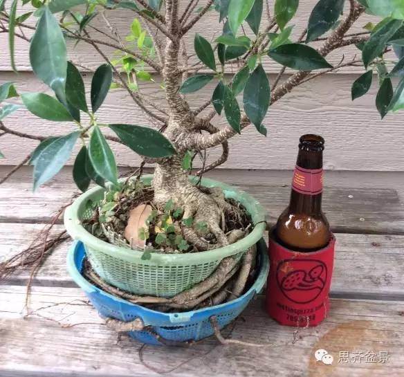 图解 怎么用扦插苗培育出矮霸榕树盆景