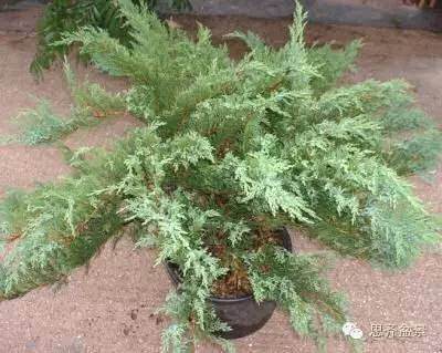 成长日记 | 小品柏树盆景的培育历程