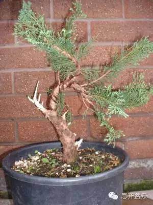 图解 小品柏树盆景怎么培育的历程