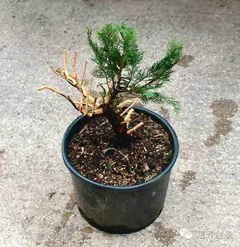 图解 小品柏树盆景怎么培育的历程