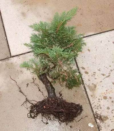 图解 小品柏树盆景怎么培育的历程
