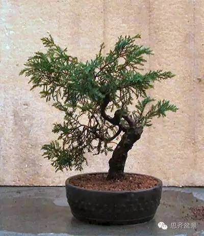 图解 小品柏树盆景怎么培育的历程