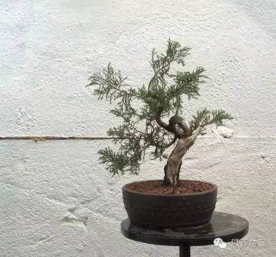 图解 小品柏树盆景怎么培育的历程