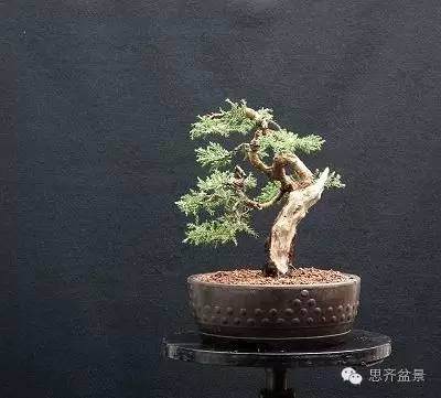 图解 小品柏树盆景怎么培育的历程