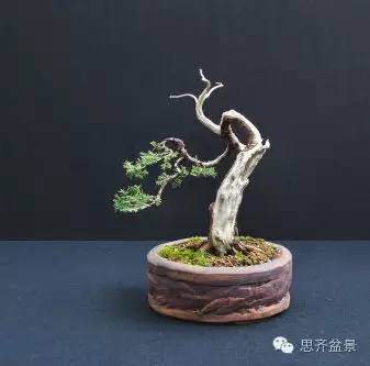 图解 小品柏树盆景怎么培育的历程