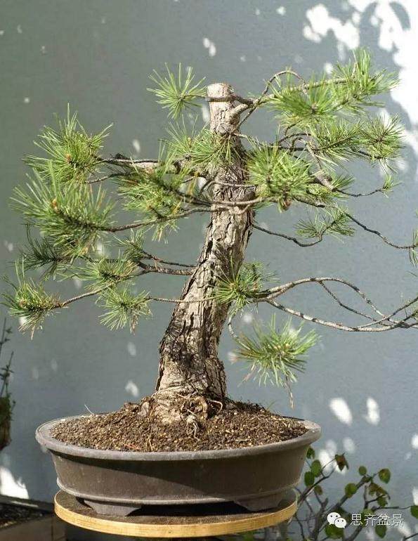 图解 黑松盆景的三年培育历程