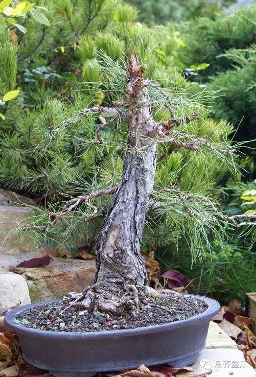 图解 黑松盆景的三年培育历程