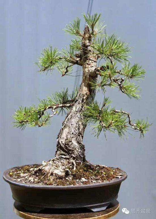 图解 黑松盆景的三年培育历程